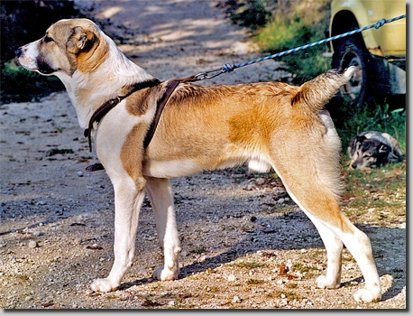 HundeCAOGhaleb