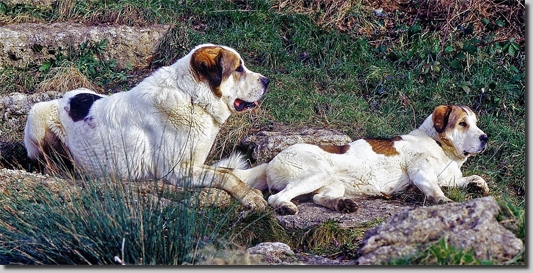 HundeCAOLL