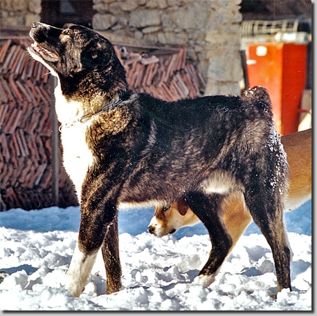 HundeCAOTorogh
