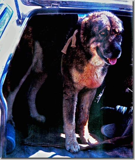 HundeCAOToroughpa