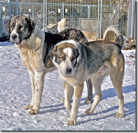HundeUrga002