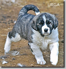 HundeWelpenUrga