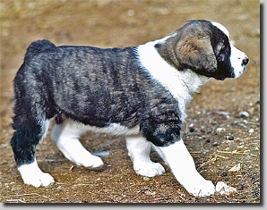 HundeWelpenUsha